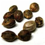 Семена марихуаны АК-47  (Seeds AK-47) в Пошехонье